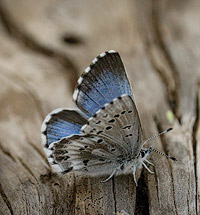 Arrowhead Blue Butterfly